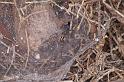 Agelena_canariensis_D3255_Z_87_Valle Gran Rey_Spanje